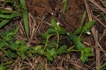Torenia thouarsii