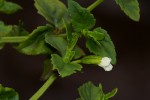 Torenia thouarsii