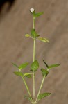 Torenia thouarsii
