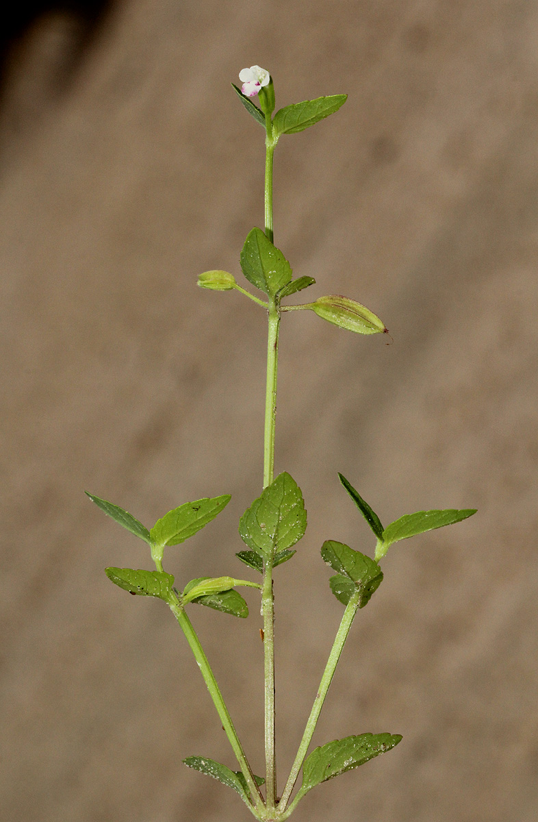 Torenia thouarsii
