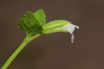 Torenia thouarsii