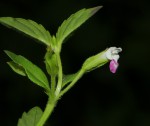 Torenia thouarsii