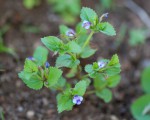 Craterostigma nummulariifolium