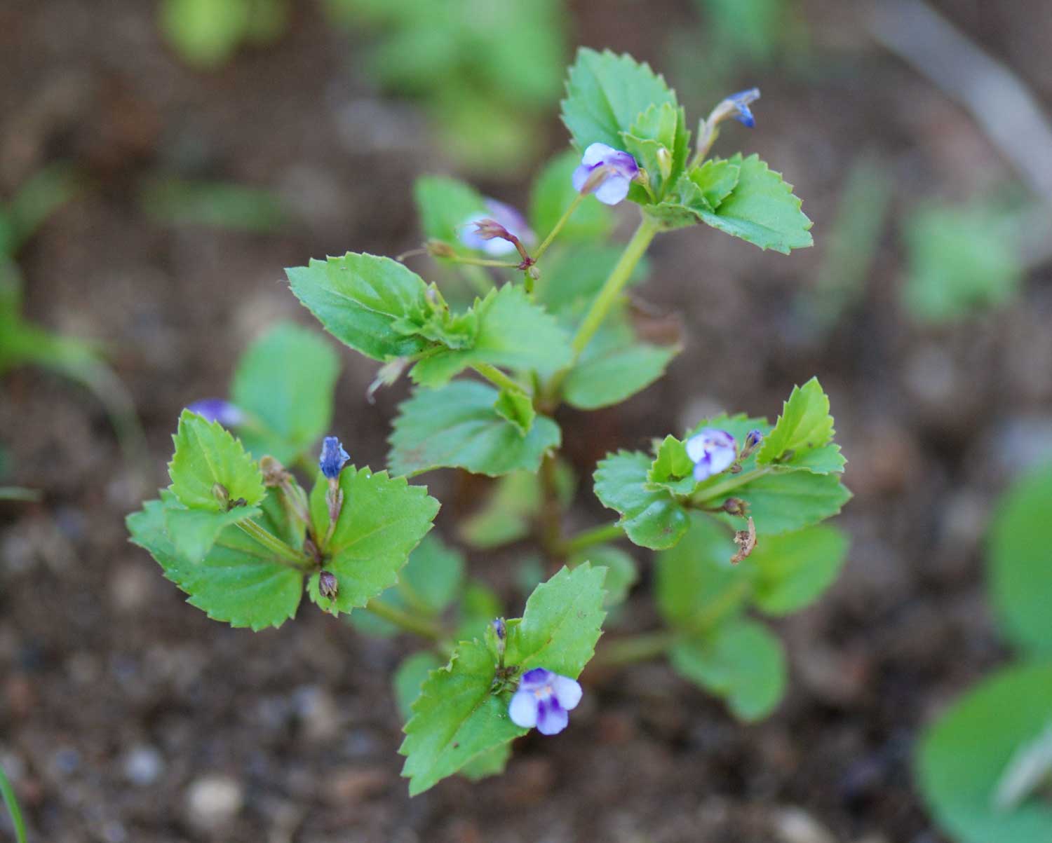 Craterostigma nummulariifolium