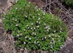 Linderniella pulchella