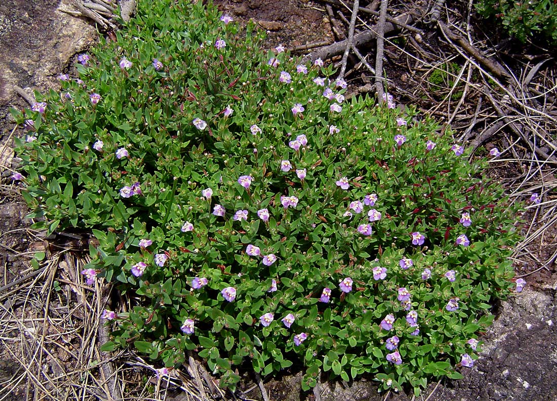 Linderniella pulchella