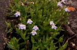 Linderniella pulchella