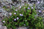 Linderniella pulchella