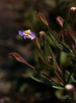 Linderniella pulchella