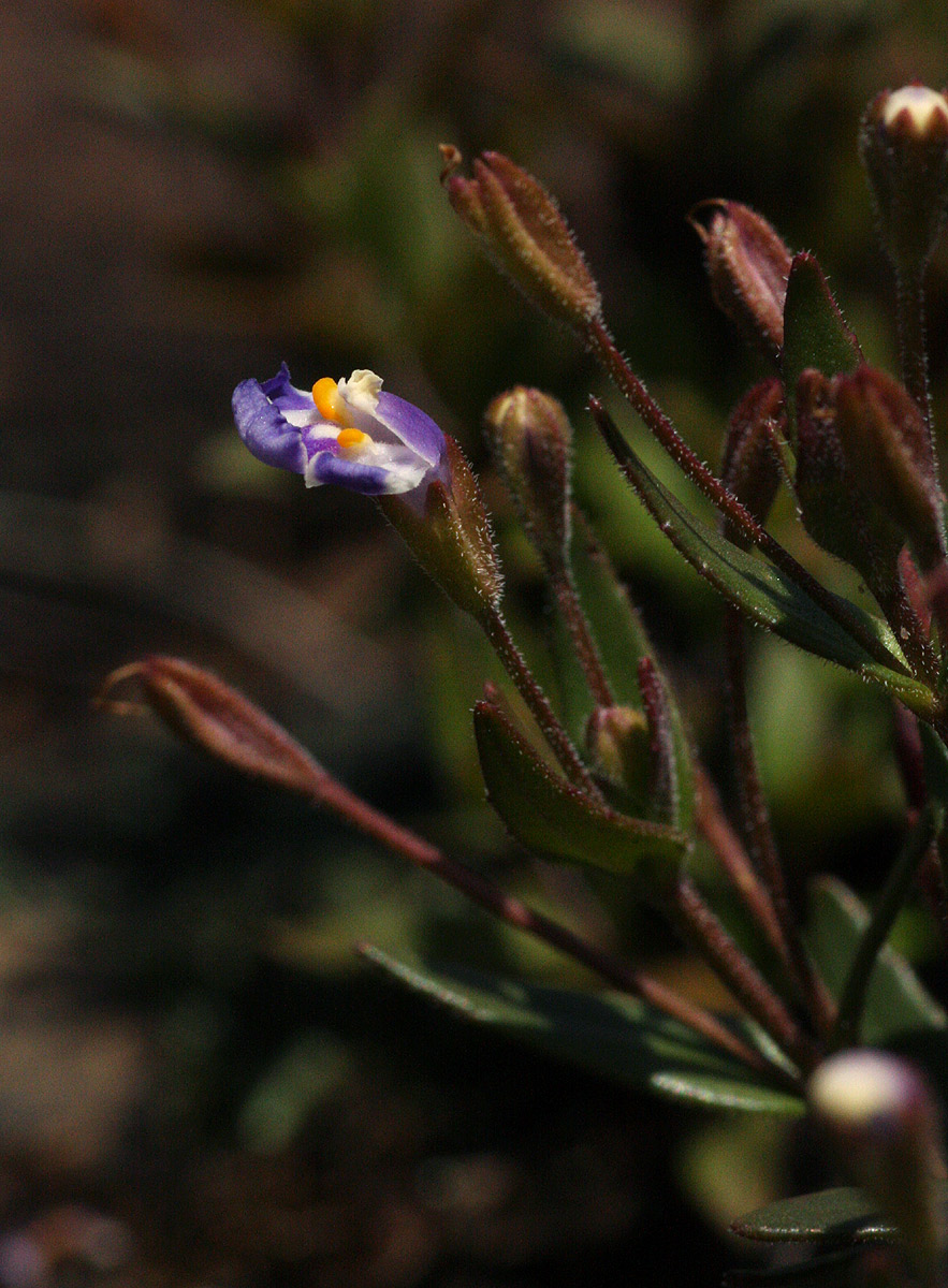 Linderniella pulchella