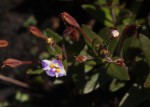 Linderniella pulchella