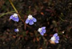 Linderniella wilmsii
