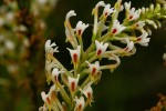 Hebenstretia angolensis