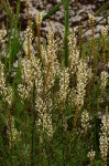 Hebenstretia angolensis