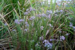Selago goetzei subsp. ambigua