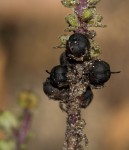Alectra orobanchoides