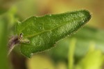Alectra picta