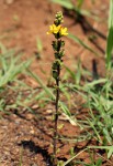 Alectra picta