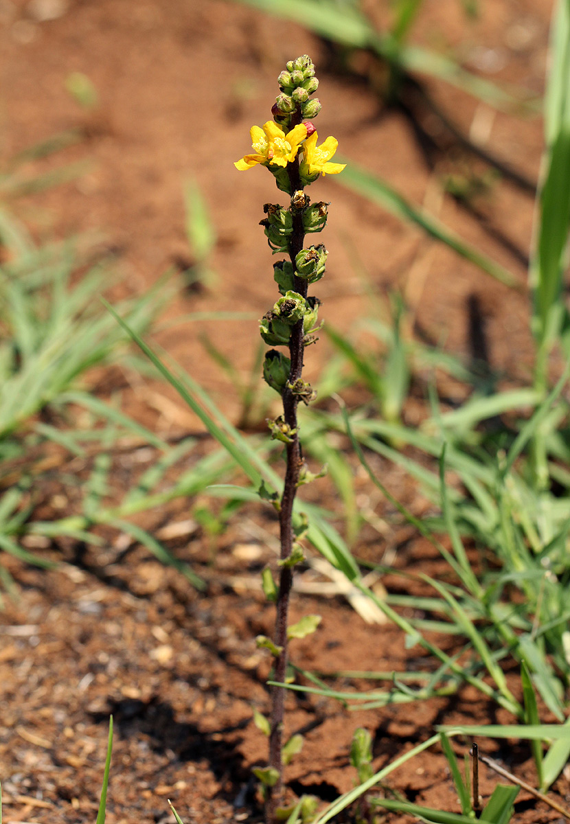 Alectra picta