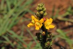 Alectra picta