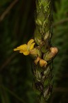 Alectra sessiliflora var. sessiliflora