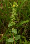 Alectra sessiliflora var. senegalensis