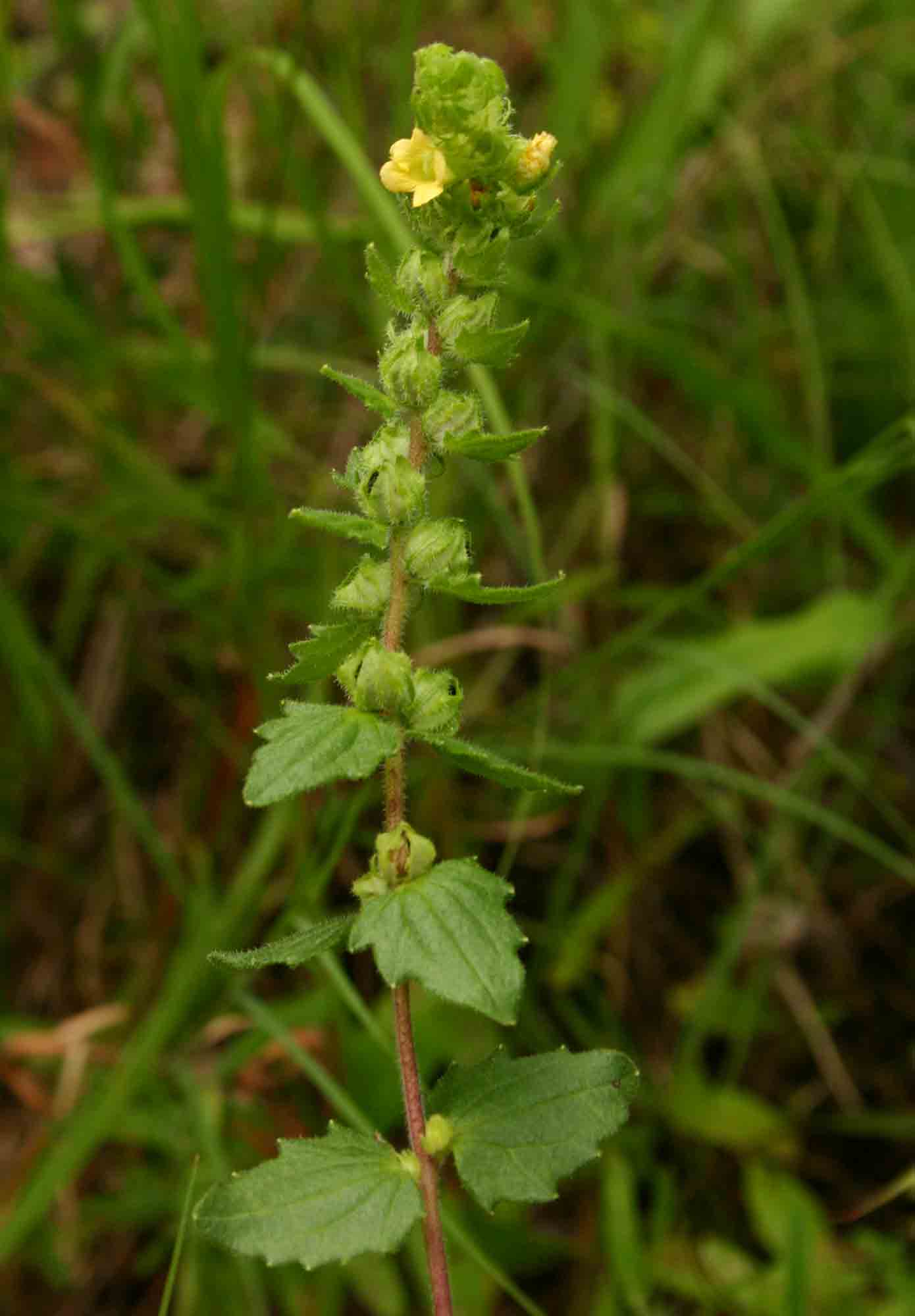 Alectra sessiliflora var. senegalensis