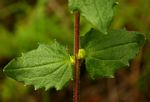 Alectra sessiliflora var. senegalensis