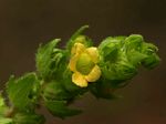Alectra sessiliflora var. senegalensis
