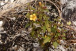 Alectra sessiliflora var. senegalensis