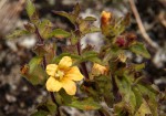 Alectra sessiliflora var. senegalensis