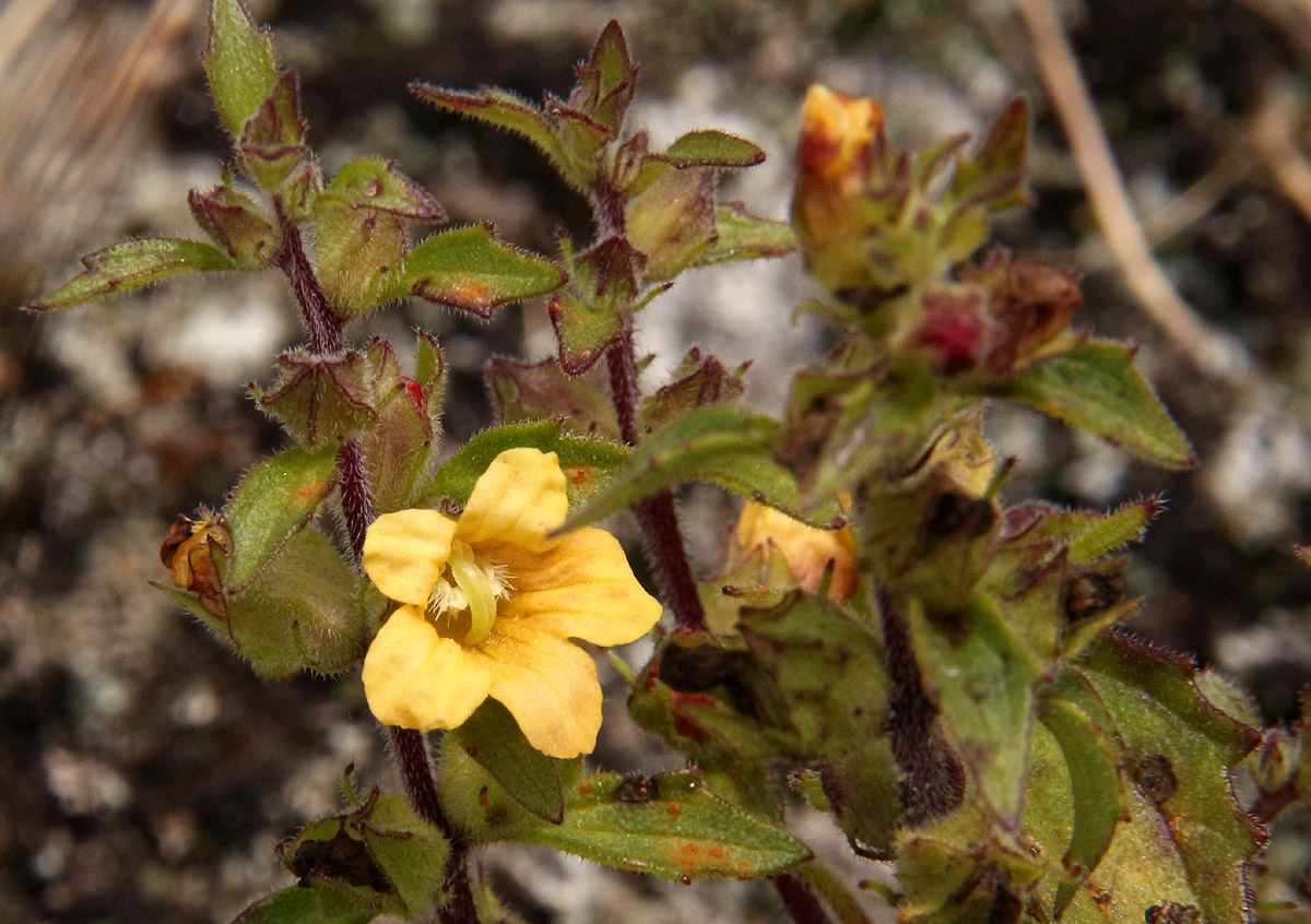 Alectra sessiliflora var. senegalensis