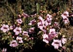 Graderia scabra