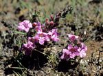 Graderia scabra