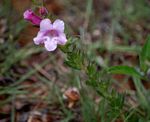 Graderia scabra