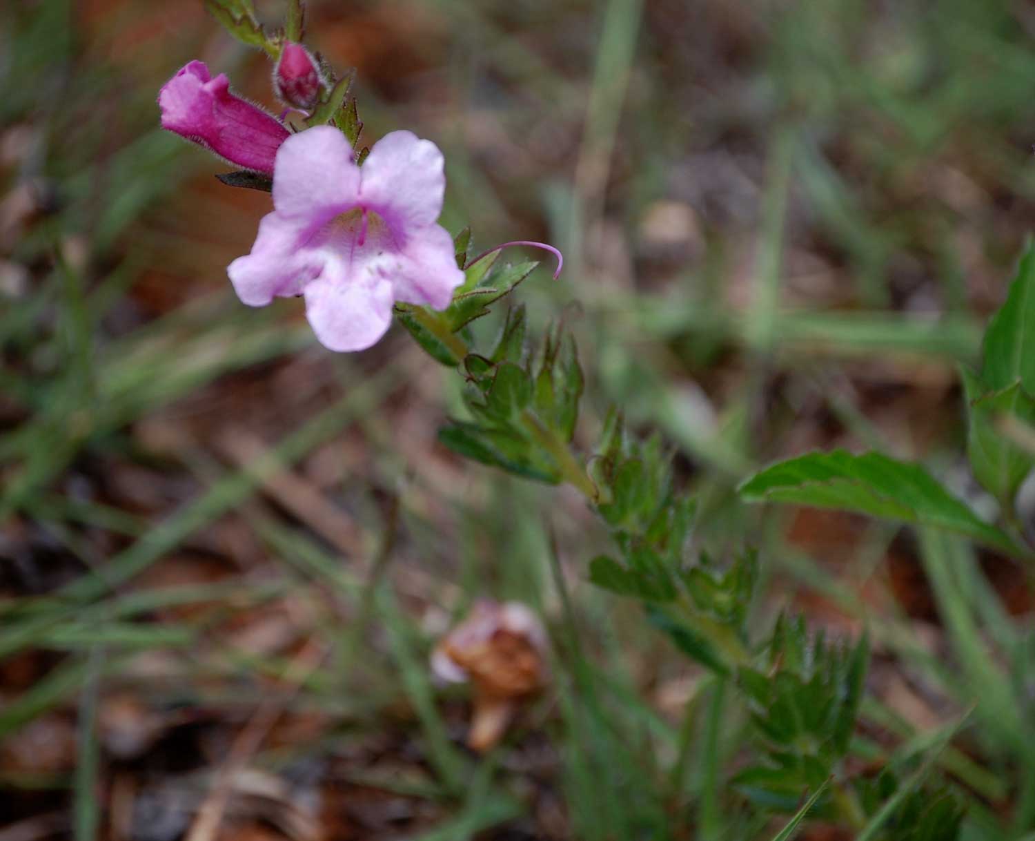 Graderia scabra