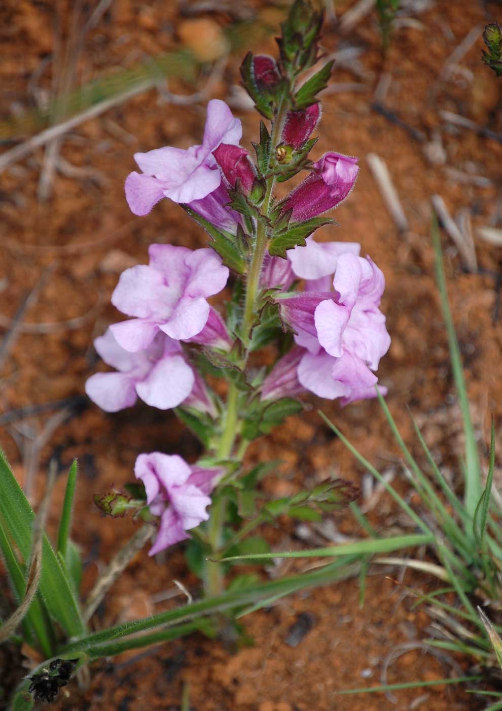 Graderia scabra
