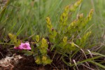 Graderia scabra
