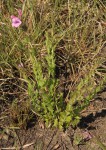 Graderia scabra