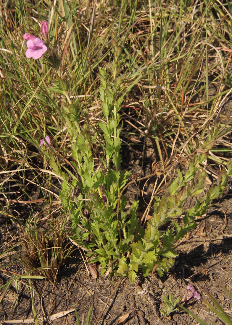 Graderia scabra