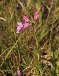 Graderia scabra