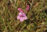 Graderia scabra