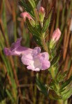 Graderia scabra