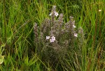 Sopubia karaguensis var. karaguensis
