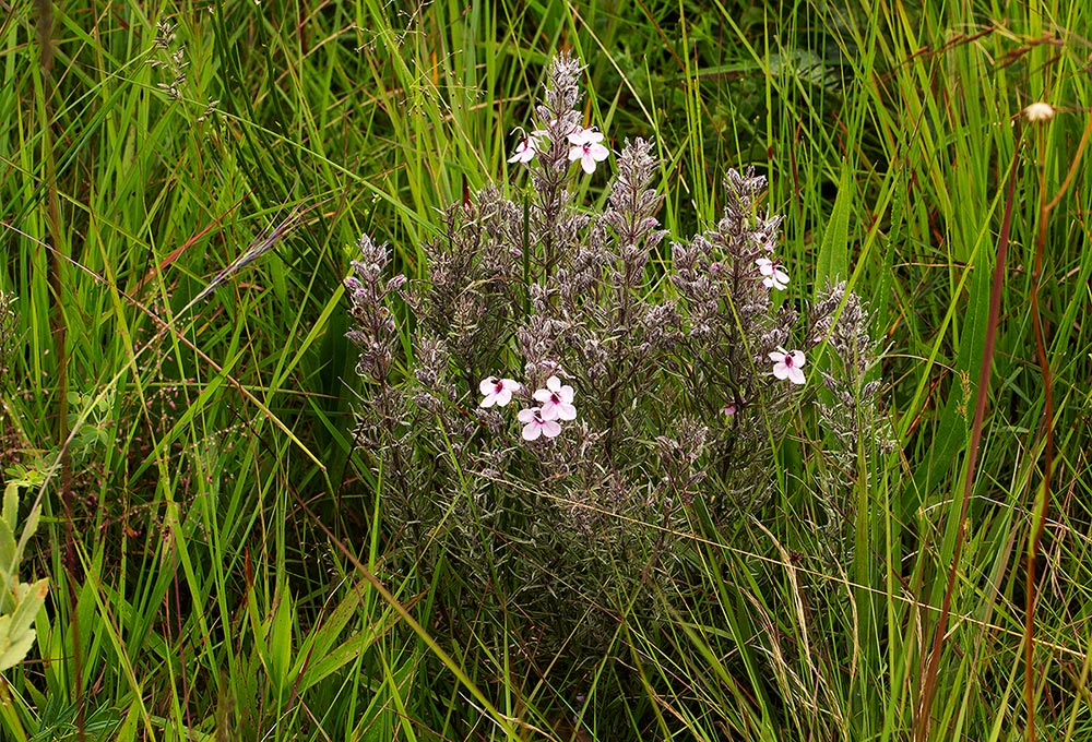 Sopubia karaguensis var. karaguensis