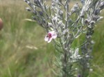 Sopubia karaguensis var. karaguensis