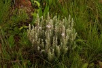 Sopubia karaguensis var. karaguensis