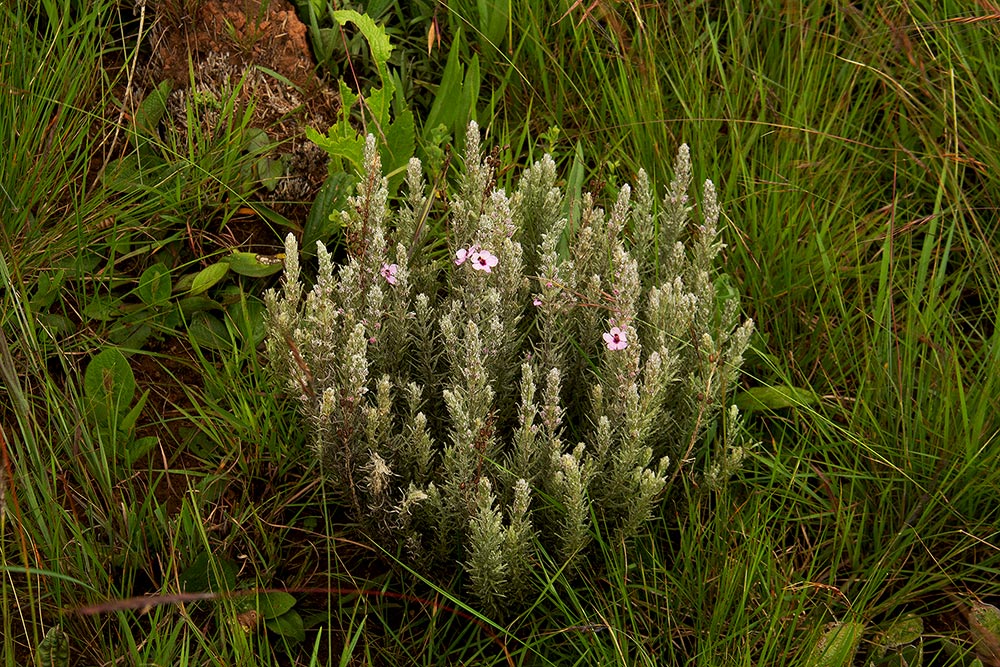 Sopubia karaguensis var. karaguensis