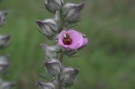 Sopubia karaguensis var. macrocalyx