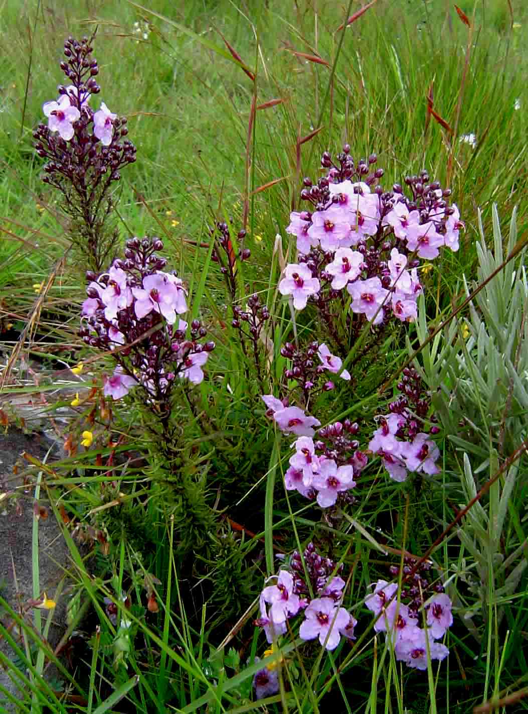 Sopubia mannii var. mannii
